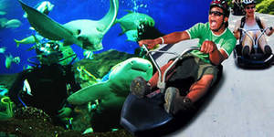 Featured image for Sentosa 33% Off Underwater World, Luge, Sky Ride & Songs of the Sea 21 Dec 2013