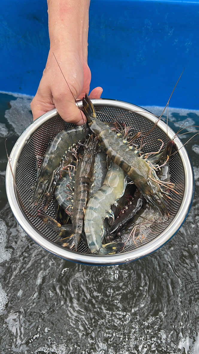 Lobang: Affordable Live Tiger Prawns at $19.90/kg at FairPrice from 18 Jan 2023 (While Stocks Last) - 30
